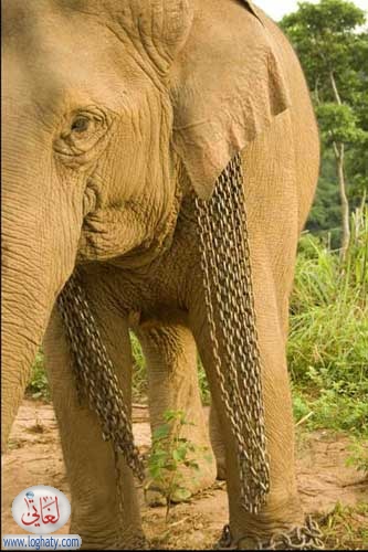 chains on elephant