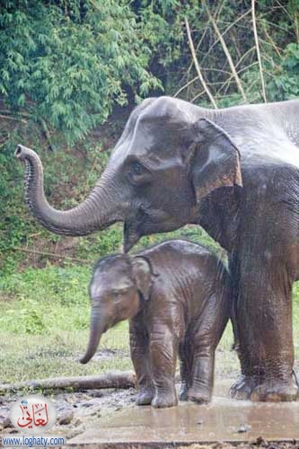 mother & baby elephants