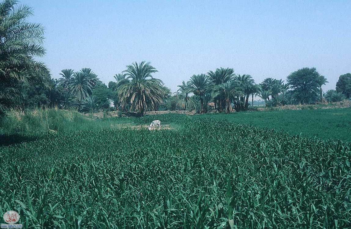 egypt-luxor-palms