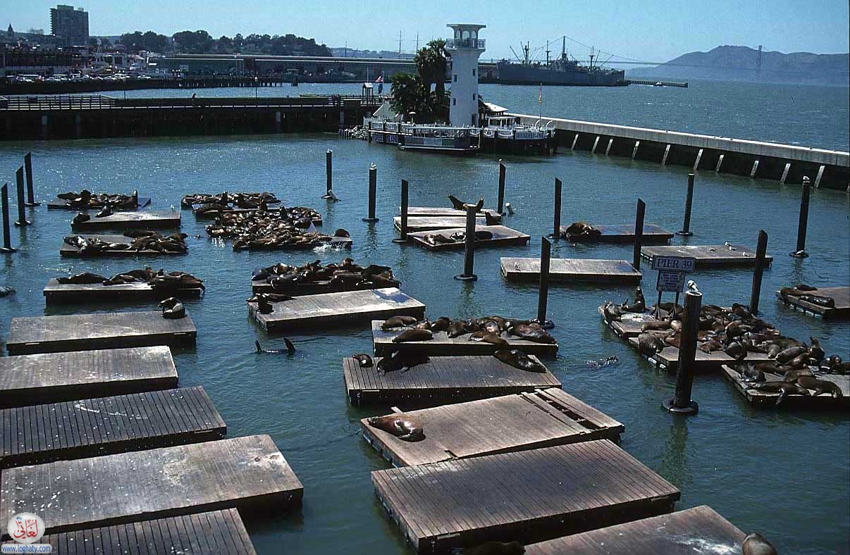 san francisco 55 sealions