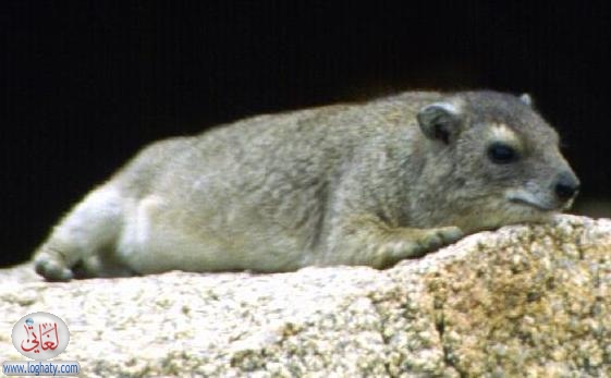 hyrax