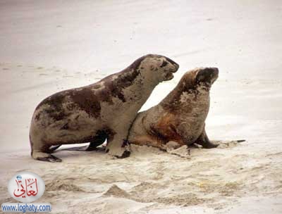 hookers sea lions mating