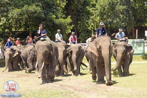 elephants entering polo field