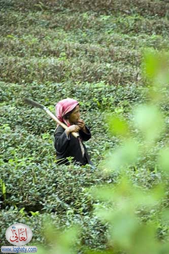 tea worker