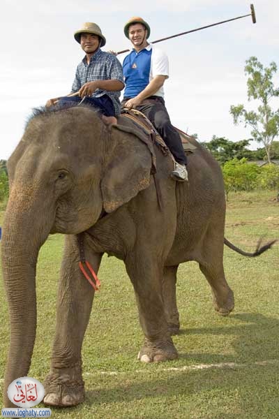 thai elephant polo