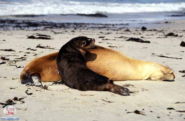 seals