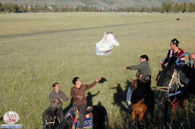 throwing sheep skin