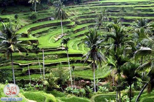 rice field