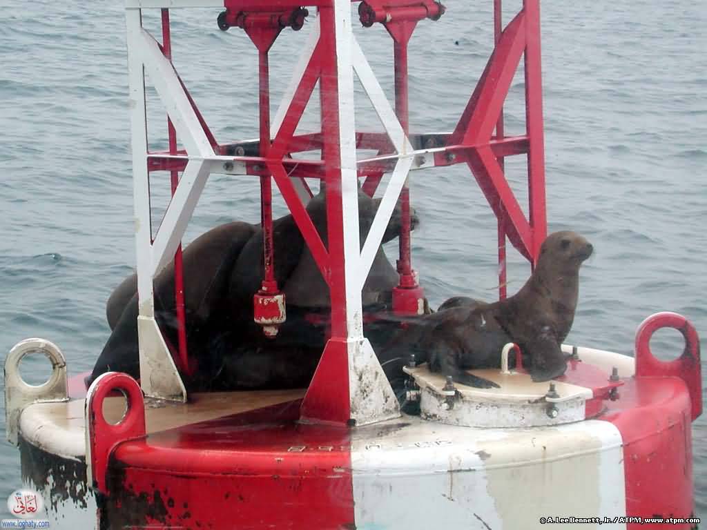 balboa-harbor-seals