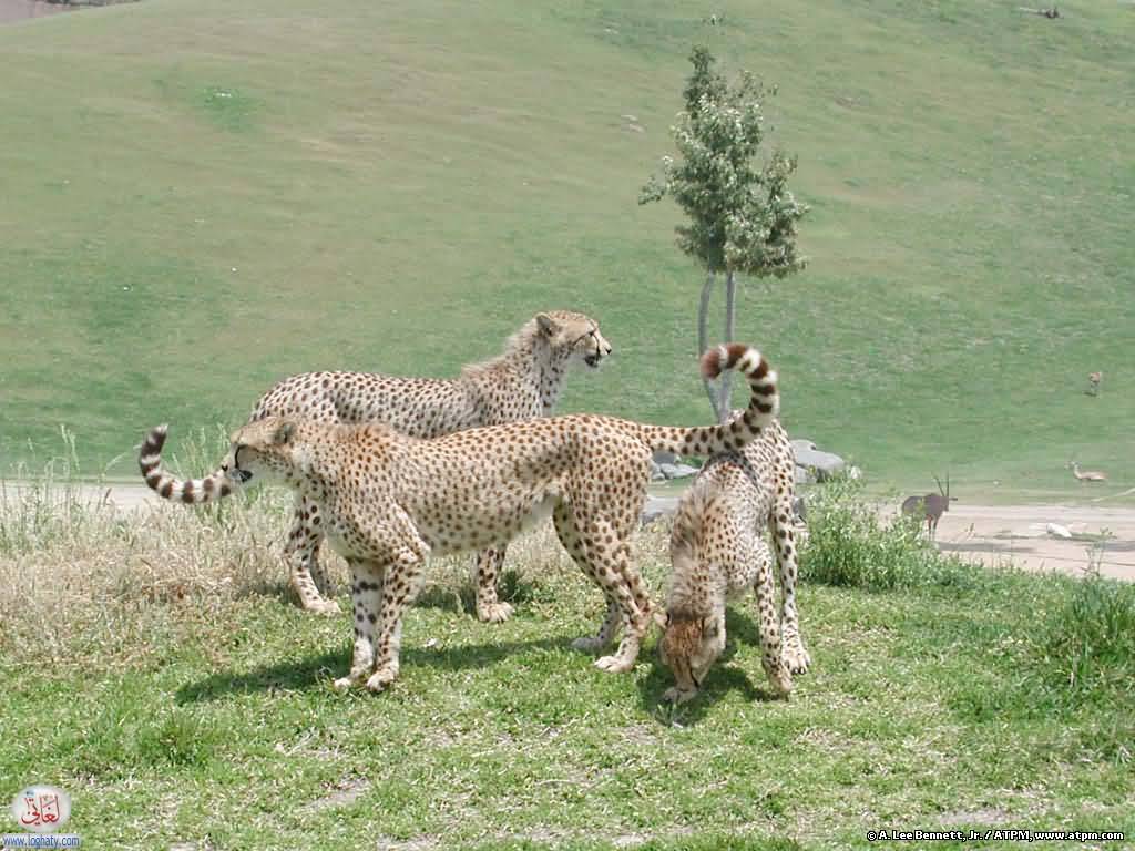 cheetahs