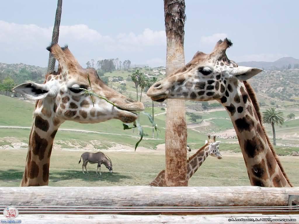 giraffes