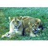 lions2
