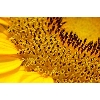 abstract sunflower