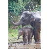 mother & baby elephants
