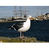 seagull2